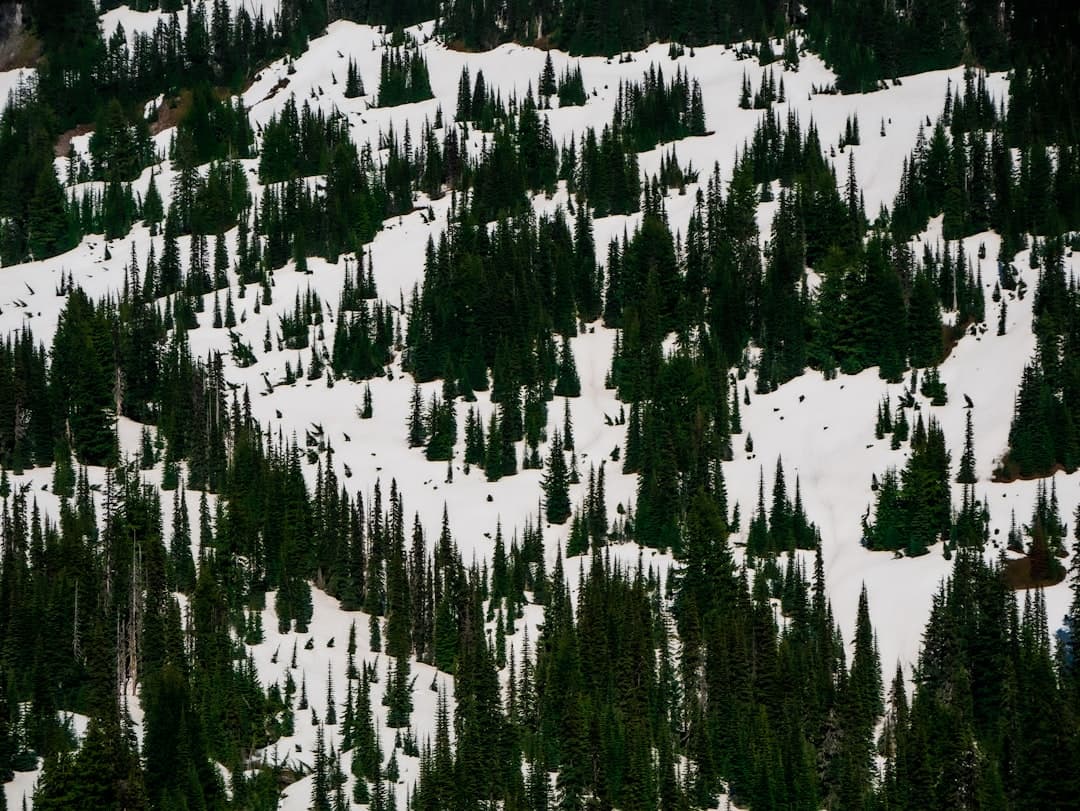 Anleggsgartner i arbeid